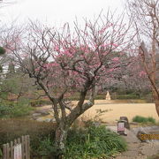 紅梅が美しい。