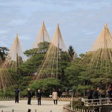 兼六園で最も有名な松