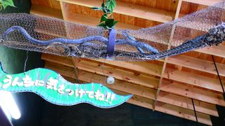 は虫類が苦手でなければ