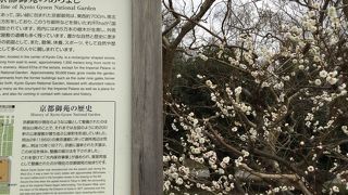 京都の中心から春を告げる