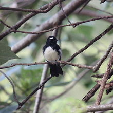 ヨコフリオウギビタキ