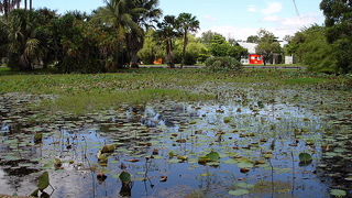 ヨコフリオウギビタキを見てきました。