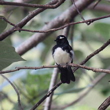 ヨコフリオウギビタキ 