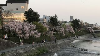 鴨川沿い お花見シーズン