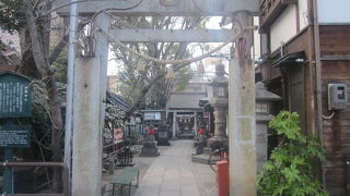 保存樹となっている欅と楠が素晴らしかったです