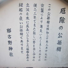 公孫樹の解説はこちらで。
