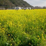 ここの菜の花は凄い、南伊豆日野の菜の花畑