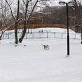 雪質がとっても良いので、大型犬と一緒に雪遊びが楽しめるホテル