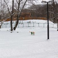 とても広い雪のドッグラン。