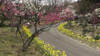 梅、菜の花、水仙、ここはもう春