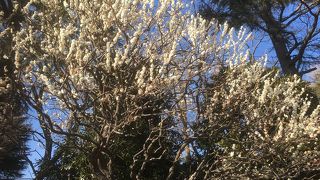 梅まつり開催中