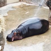 広くてのんびりした動物園です