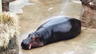 広くてのんびりした動物園です