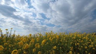 菜の花と富士山のコラボレーション♪