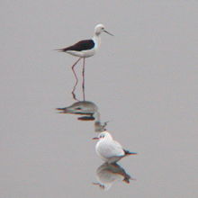 セイタカシギ ＆ ユリカモメ 