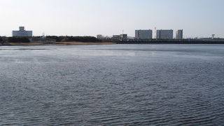 セイタカシぎを見てきました。