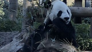 パンダやっぱり人気