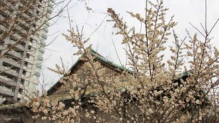 白梅が咲いていました