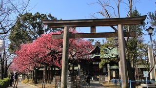 寒緋桜が見頃でした