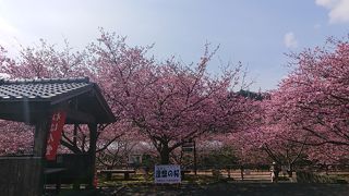 涅槃の桜は枝ぶりよく見事