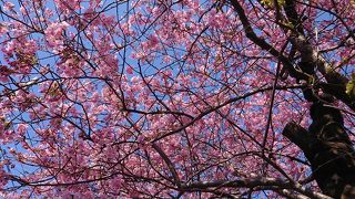 2月中旬～下旬が見ごろの河津桜