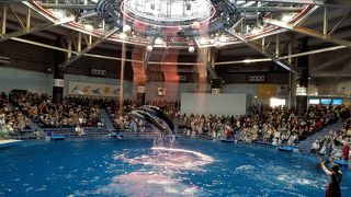 イルカショーがおもしろい