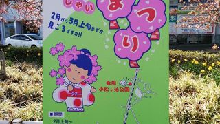 京急線　三浦海岸駅　桜まつりへ