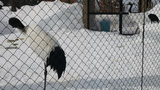 旭山動物園でタンチョウ