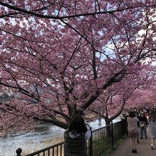 見どころの時期