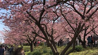 今が見頃2019年2月20日の河津さくら