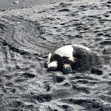 海から一生懸命上がってくるのです。