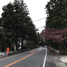 帰路：日光街道の松並木