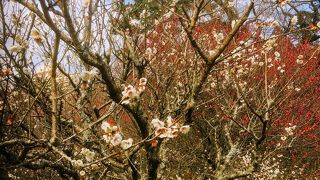 梅園以外も楽しめる