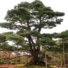 ダイナミックな「盆栽」といった感じだ