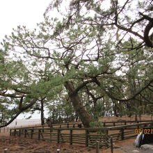 立派な【羽衣の松】