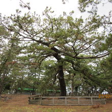 砂浜側から見ると迫ってきて見応えが違う。