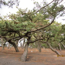 近くの松も立派で見応えがあった。