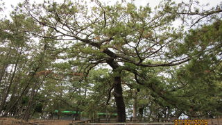 立派な枝ぶりの３代目。