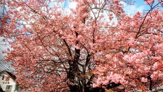 早めに咲くようです