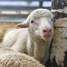 外にいた羊。ミルクをあげる体験もできました。