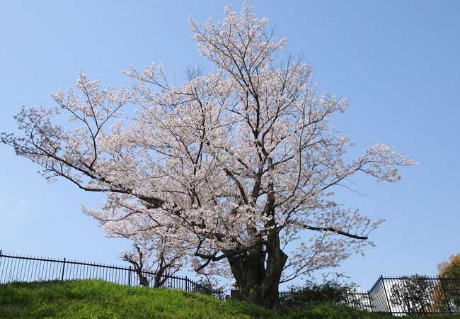 奥平野舞桜を見に
