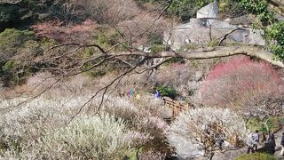 梅まつりは見応え充分。