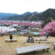 桜の見晴台