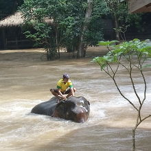 象が水浴びしてました