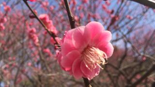 子連れでのんびりと楽しめます。