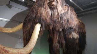 キャンパス内に博物館