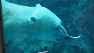 ホッキョクグマ