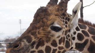 キリンが目の高さに