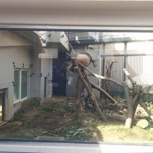 上野動物園のシャンシャンです。