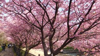 満開の河津桜は見応えがありました